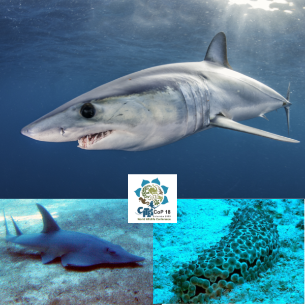 image of cites cop18 banner