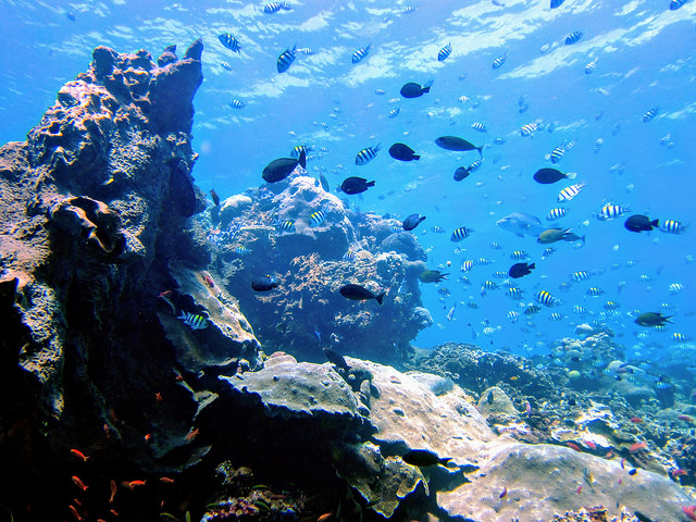 image of healthy coral reefs