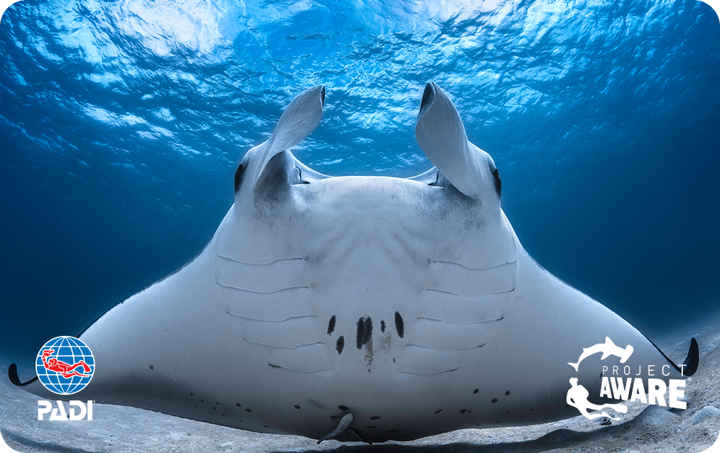 image of manta ray PADI Limited Edition card 2020