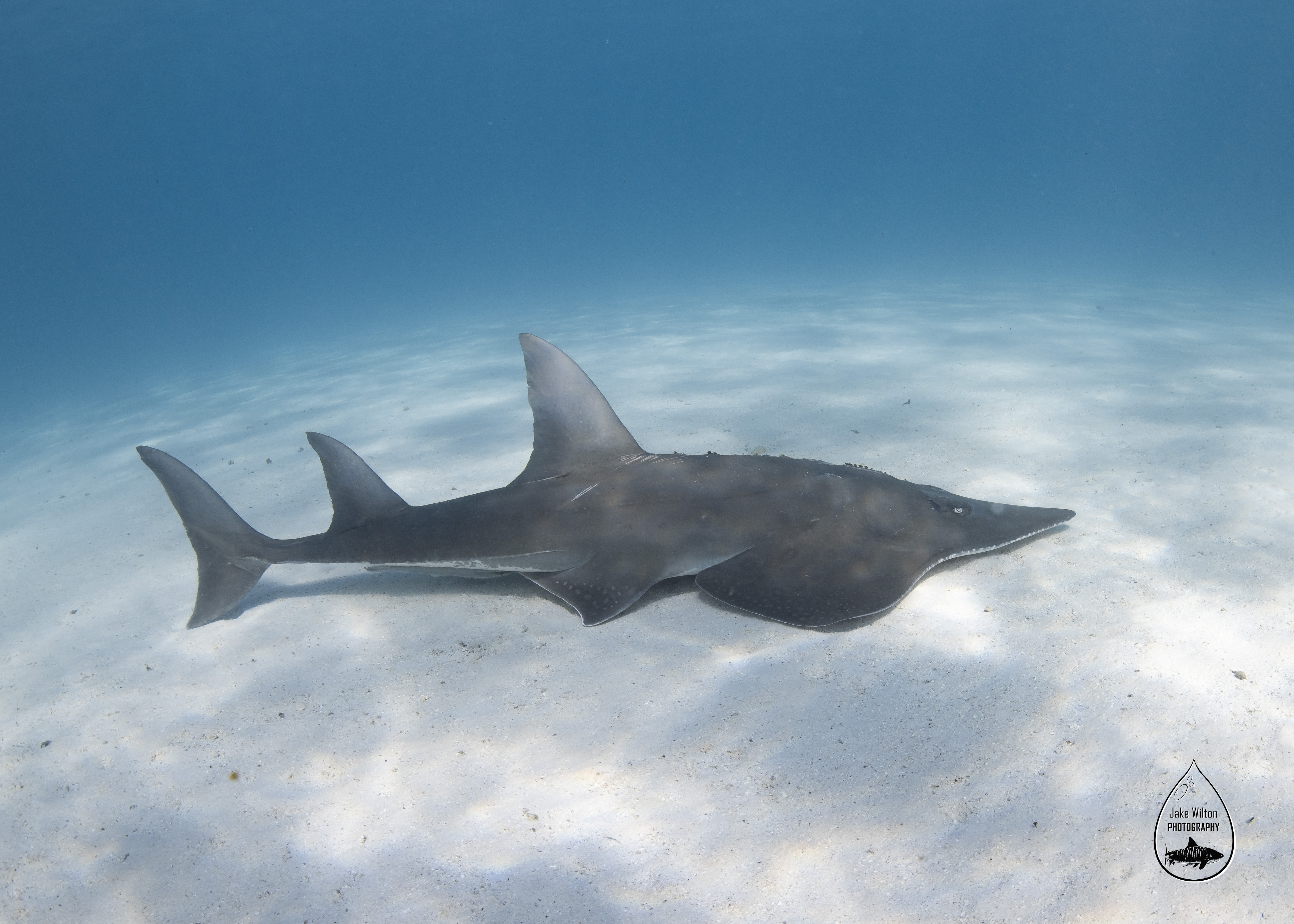 Giant Guitarfish - Photos Copyright Jake Wilton