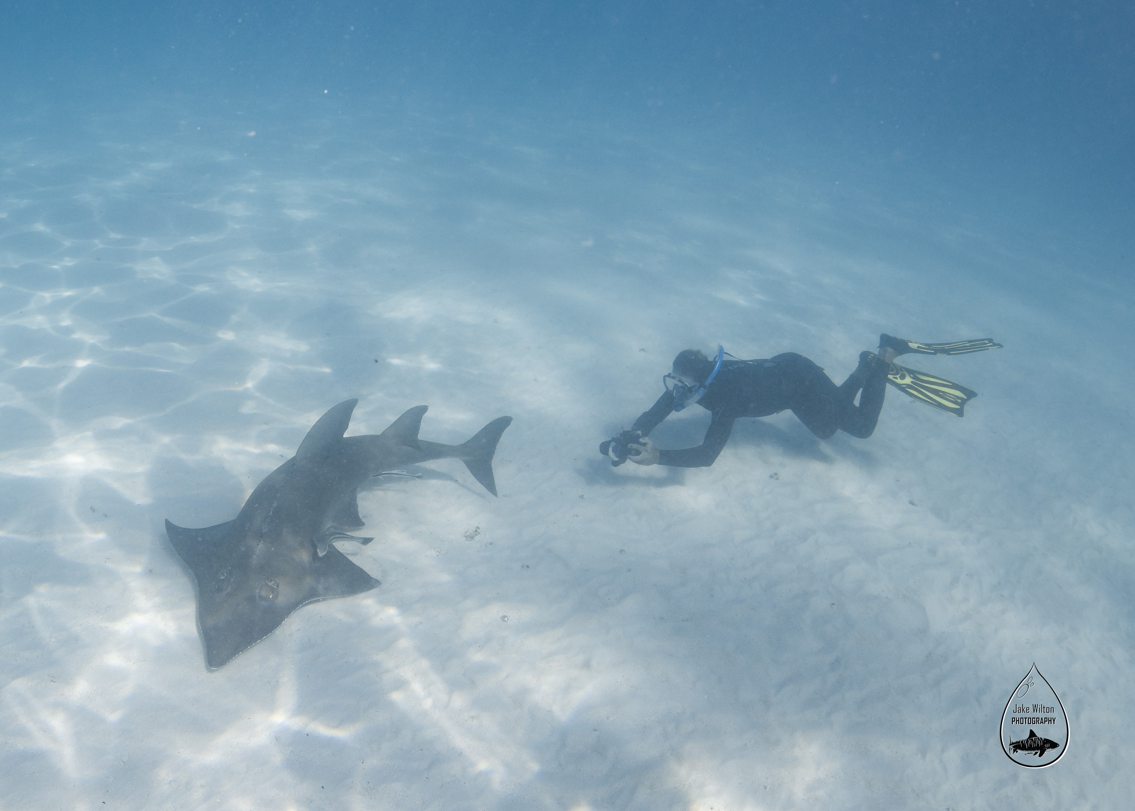 Giant Guitarfish - Photos Copyright Jake Wilton