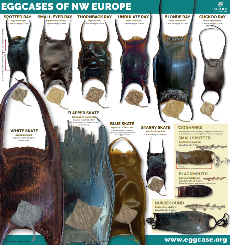 Eggcase ID guide