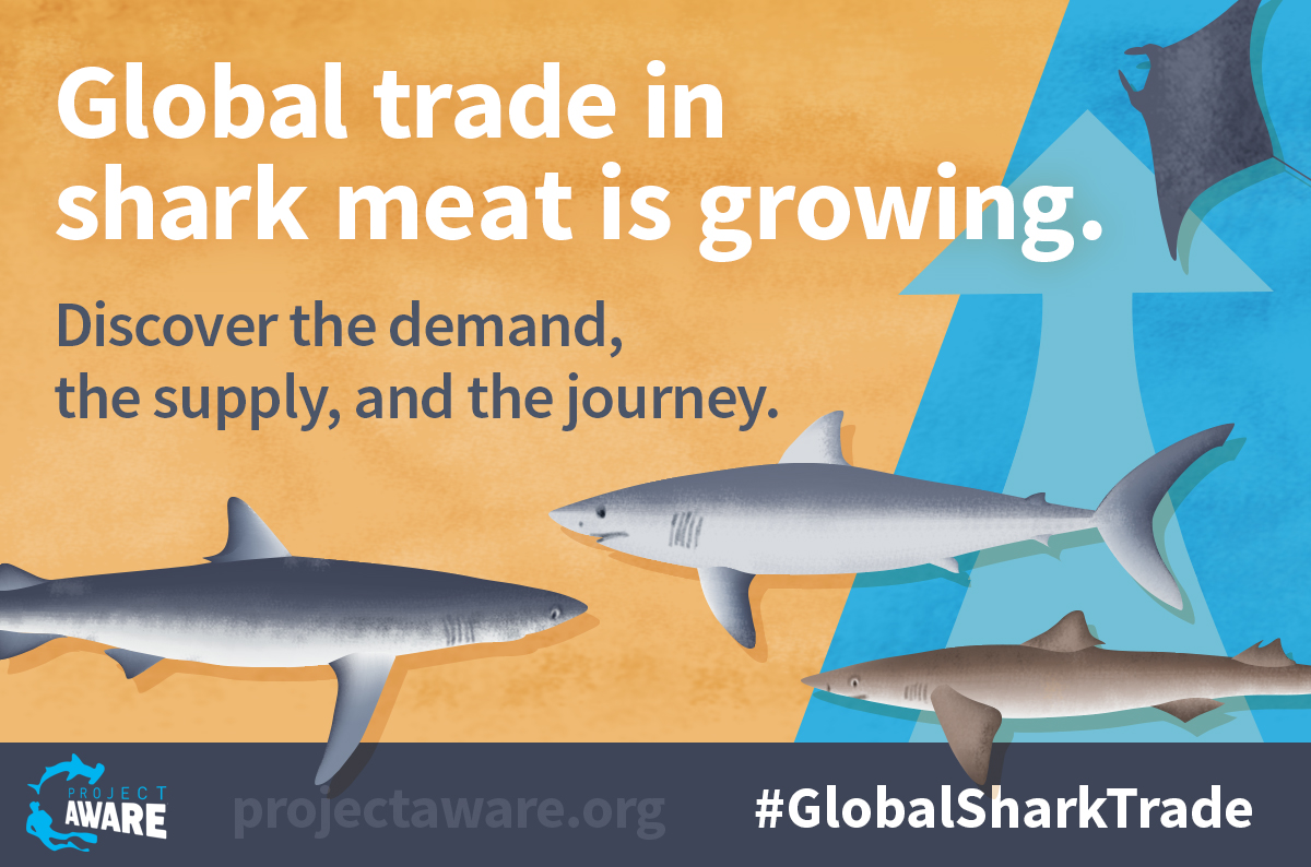 image of global shark trade 1