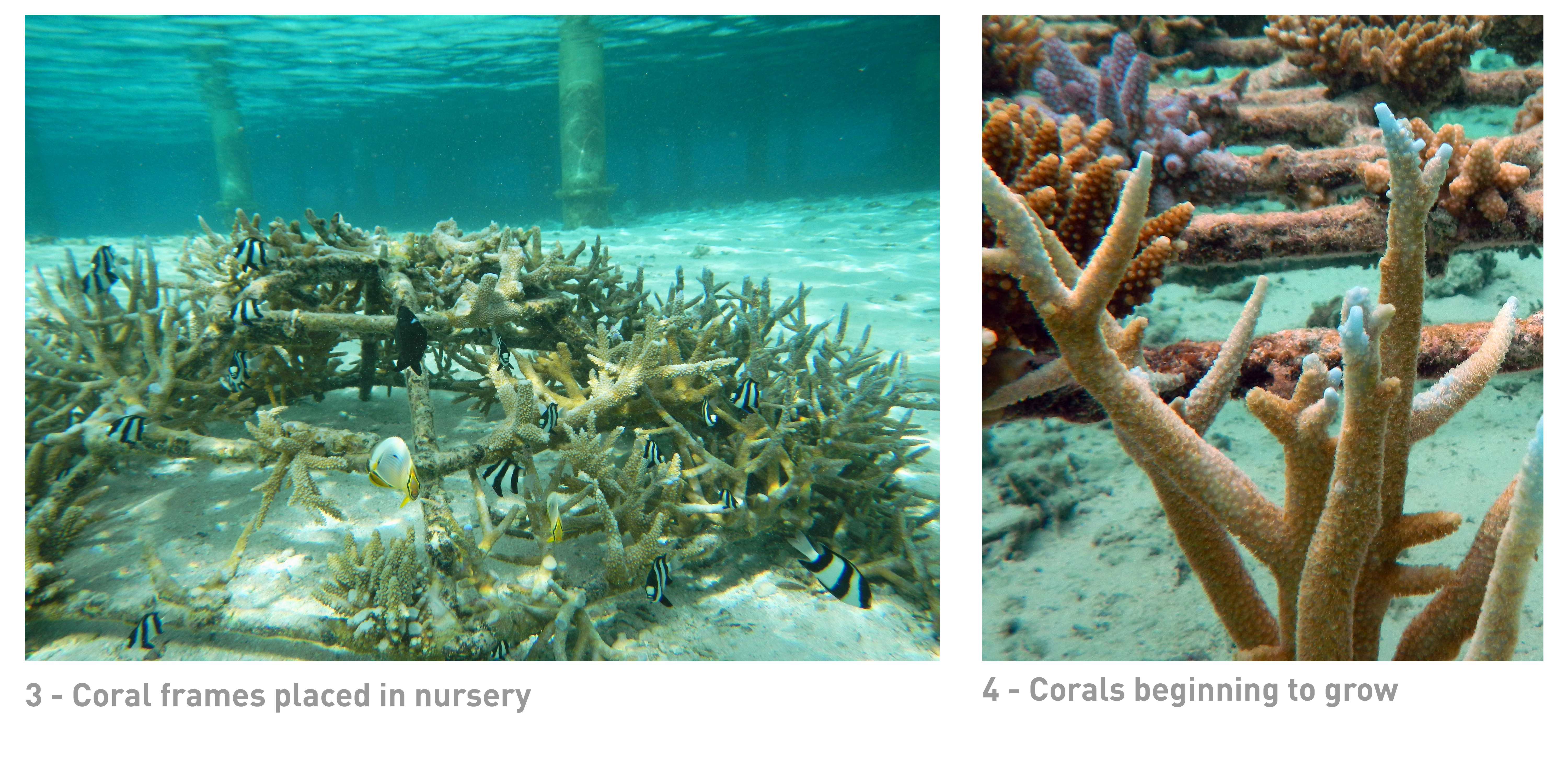 Coral replanting at COMO Maalifushi