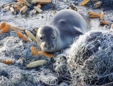 Image of NOAA Ghost Fishing report seal