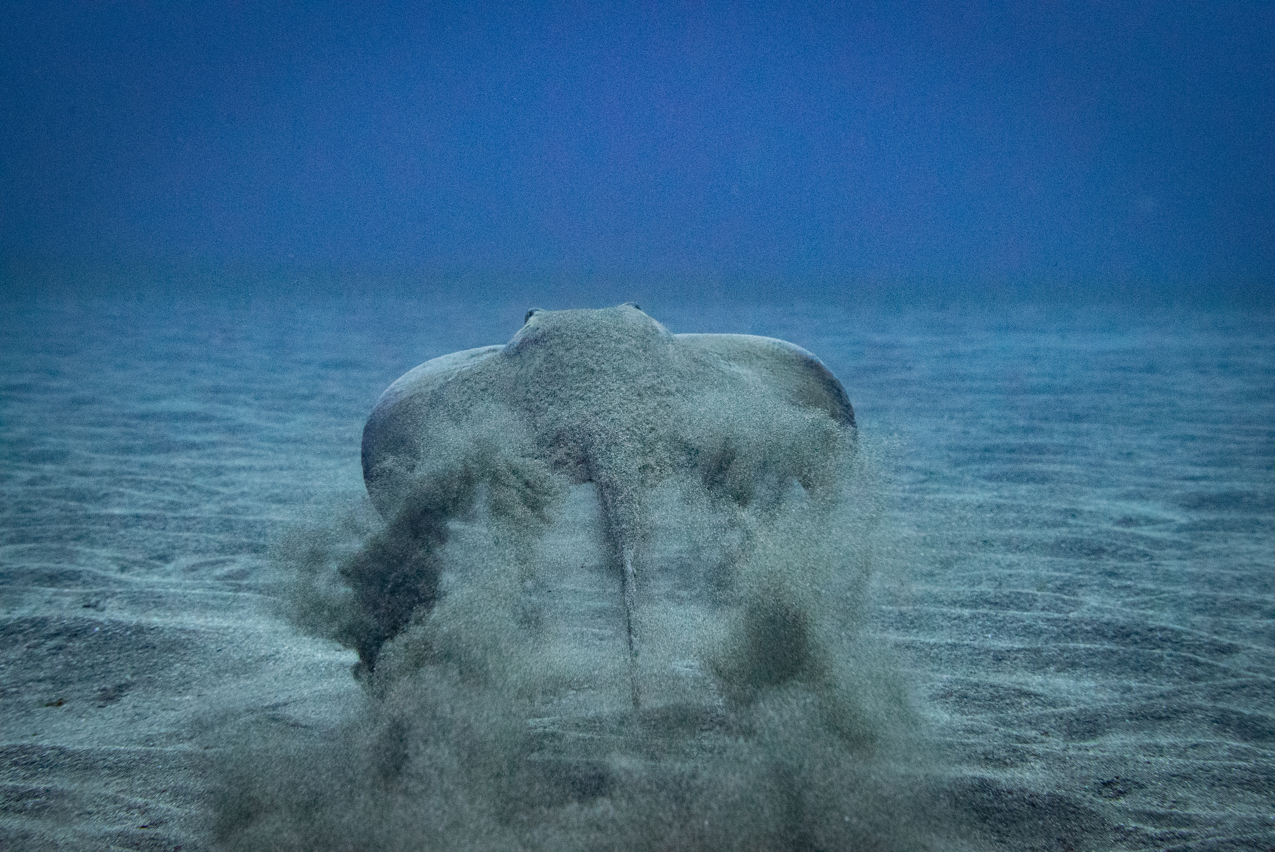 Kim Timmers Angel Shark 