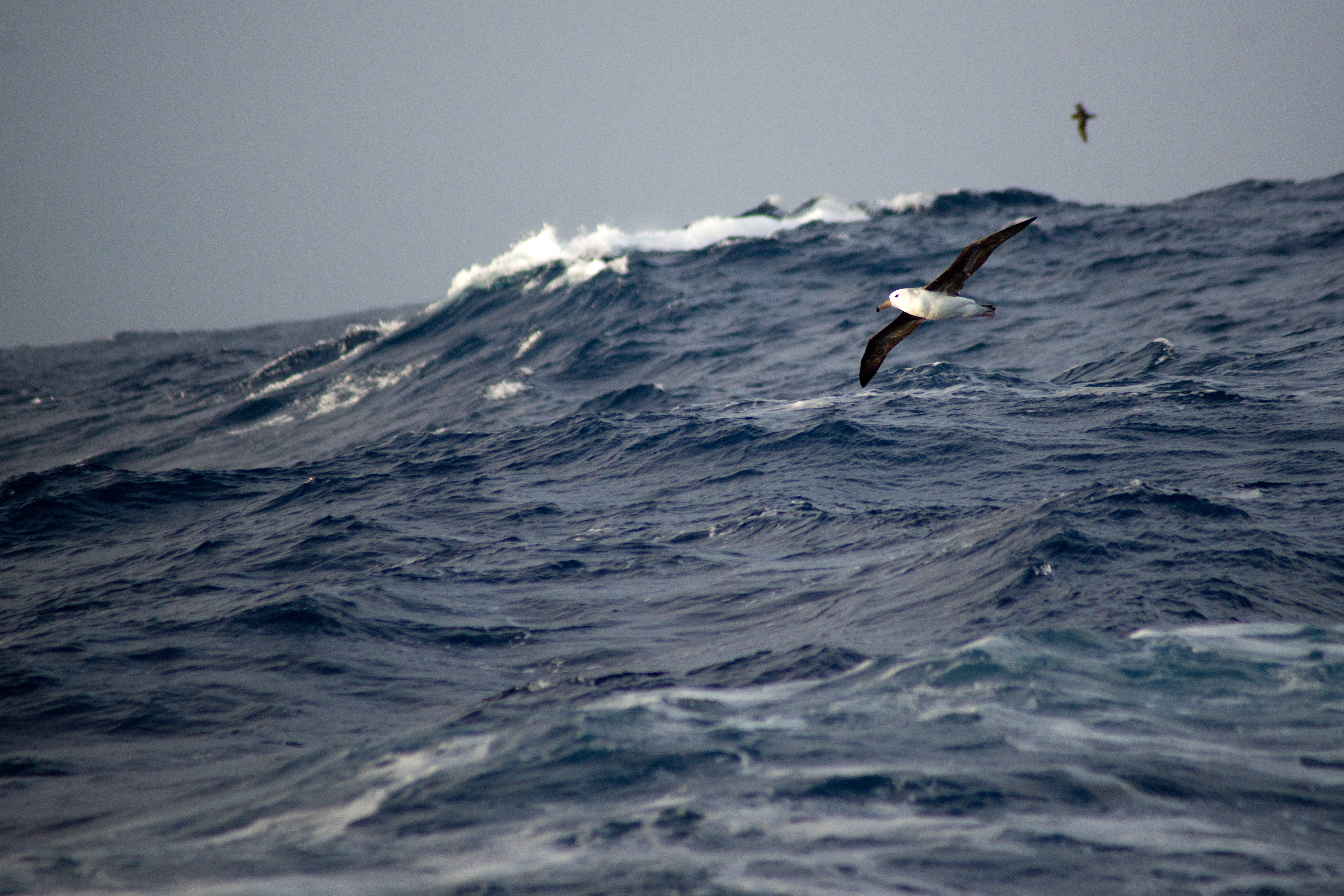 Seabird over ocean wave