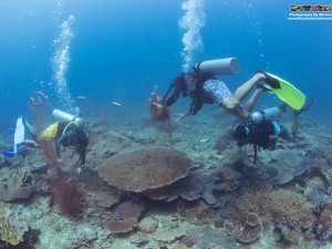 Dive Against Debris Net Removal