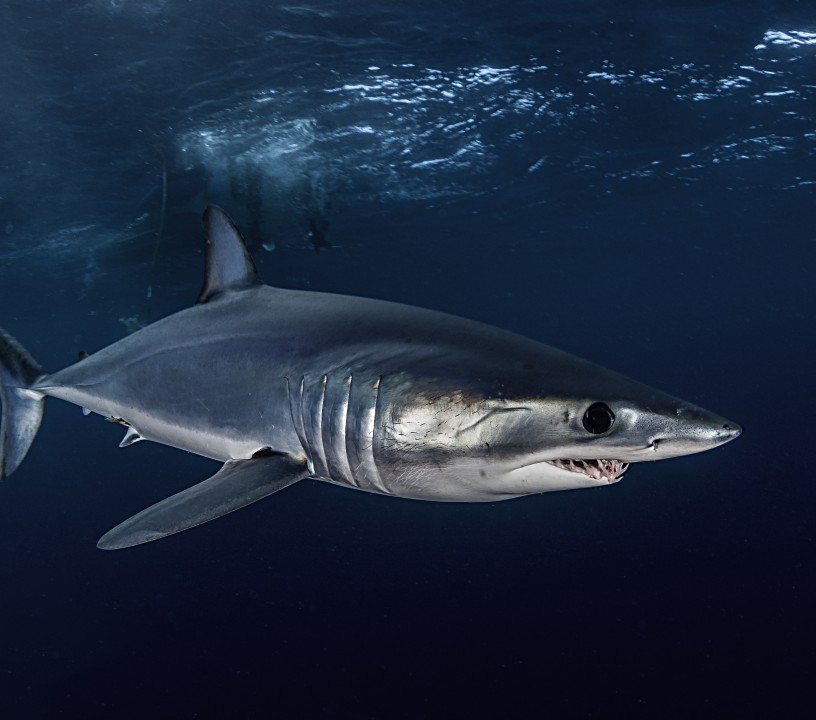 RFMOs: Mako shark