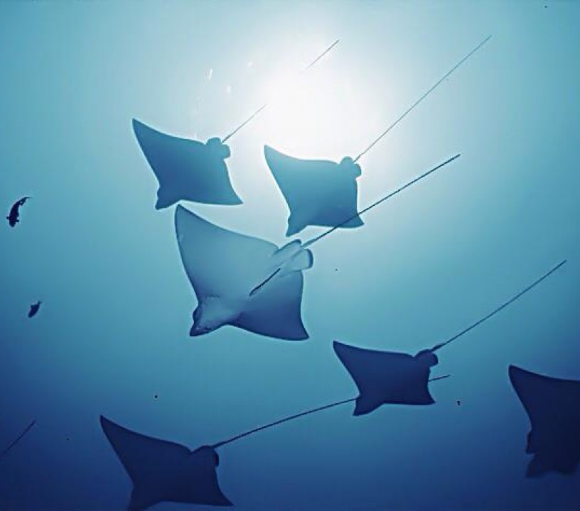 image of eagle rays maldives richard harisson