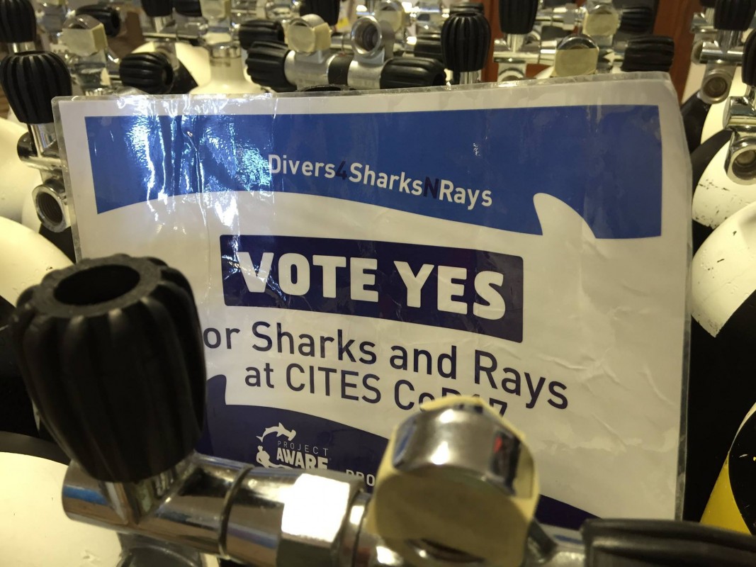 Image of #Divers4SharksNRays sign with diving tanks