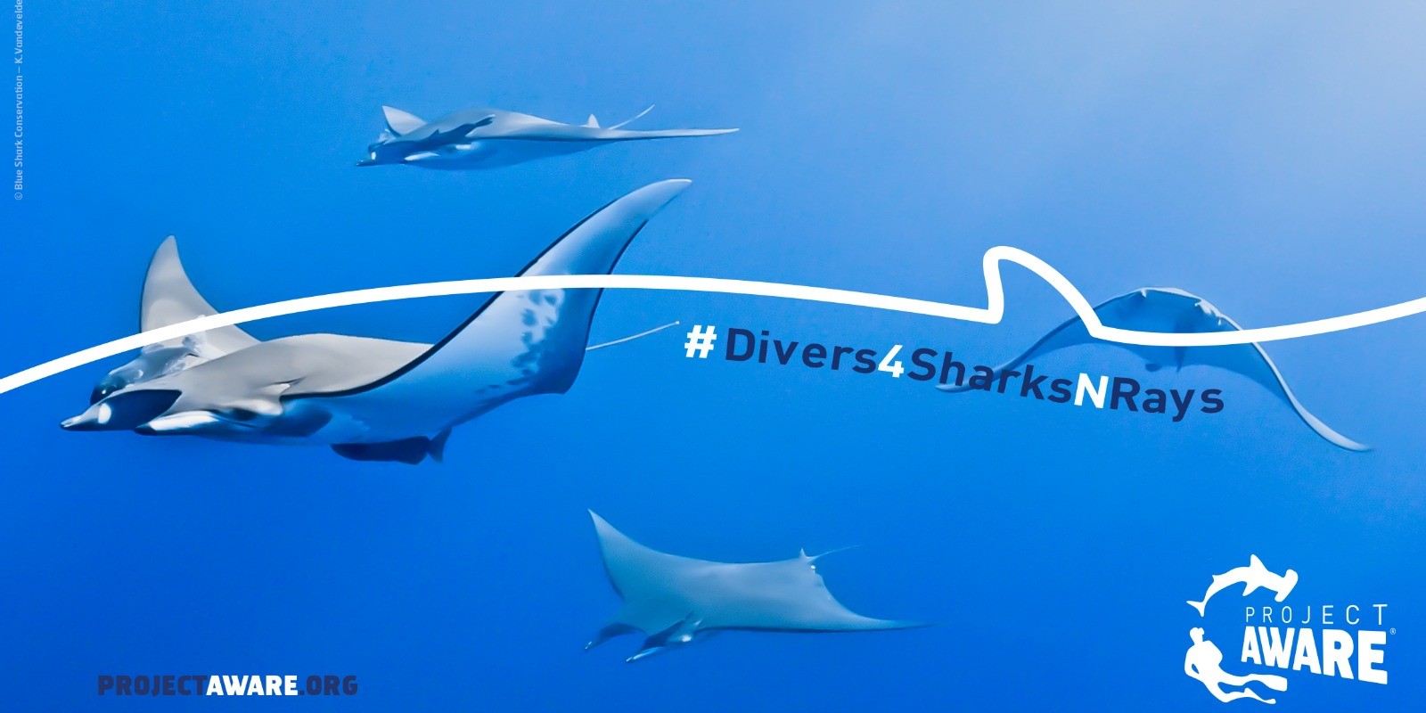 Divers4SharksNRays