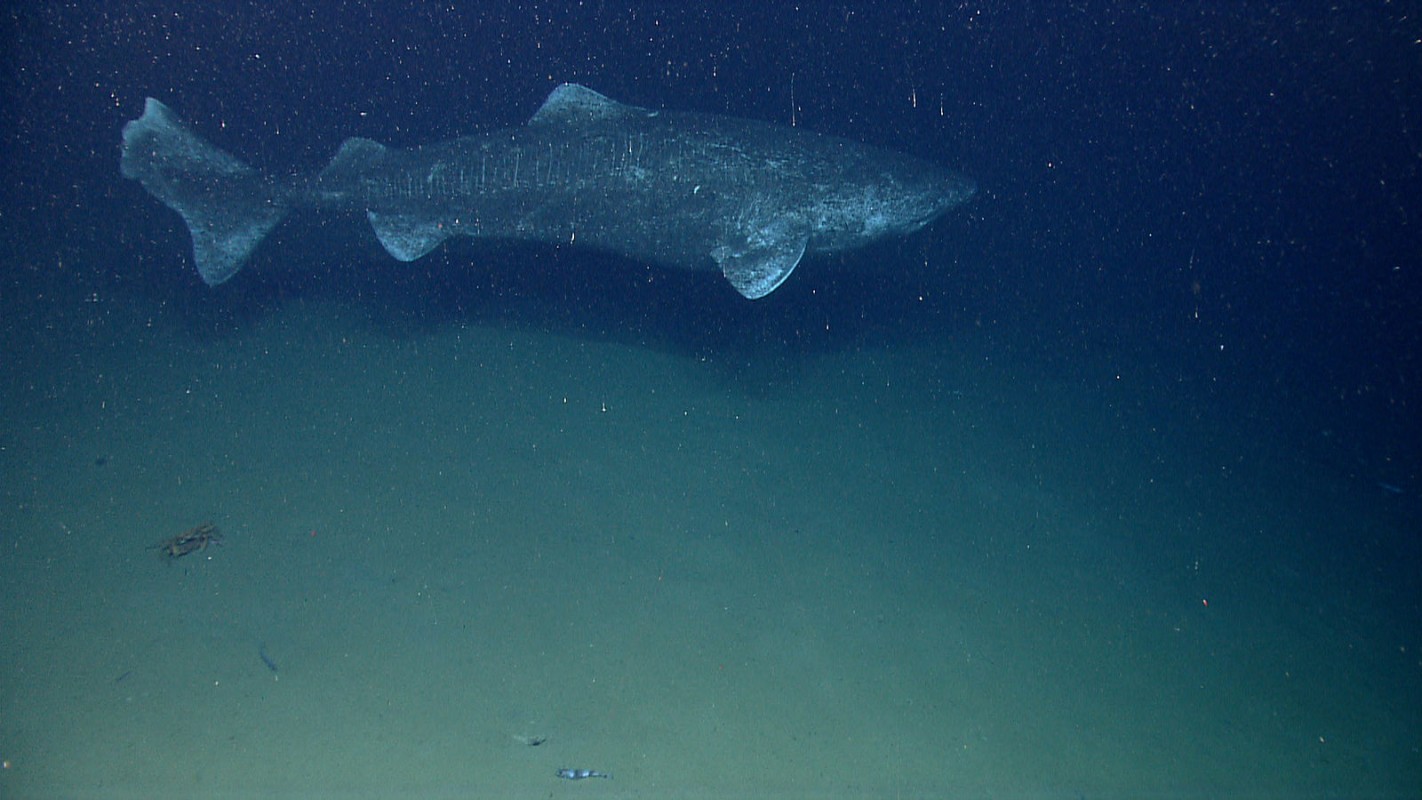 Image of Greenland Shark