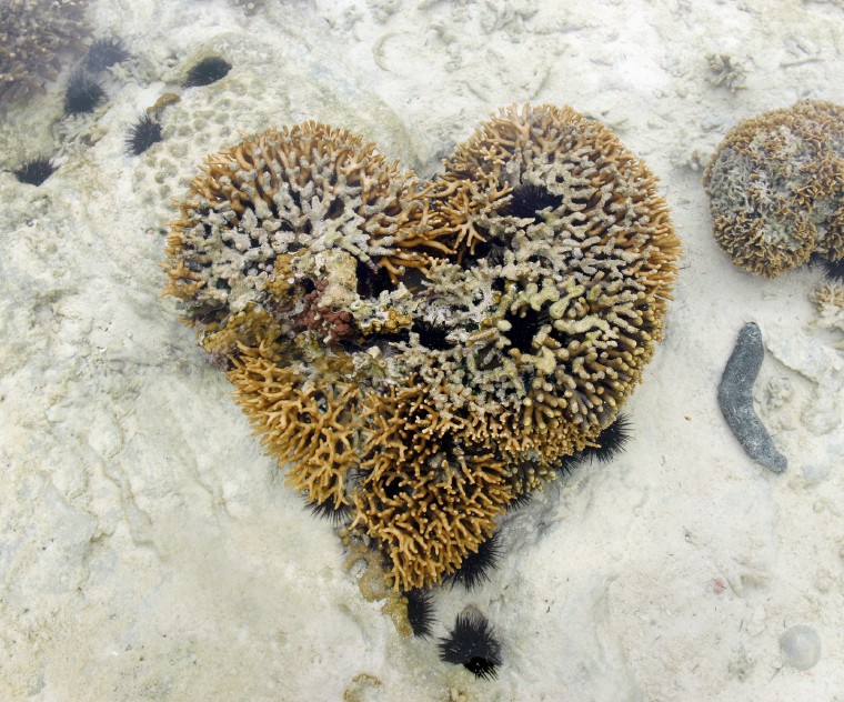 Image of heart coral