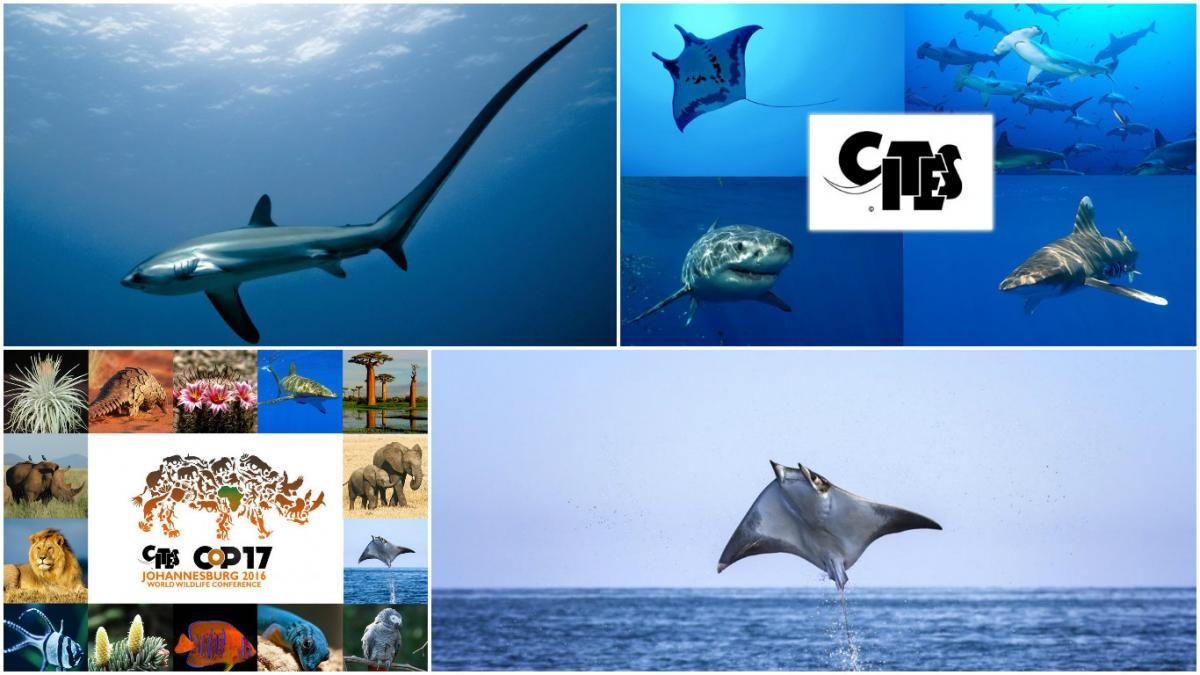 Image of CITES CoP17 - Sharks and rays over the years