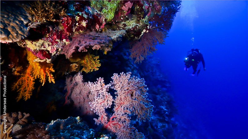 Protect Our Coral Sea