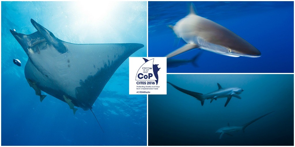 Image of sharks and rays with CITES4Sharks logo