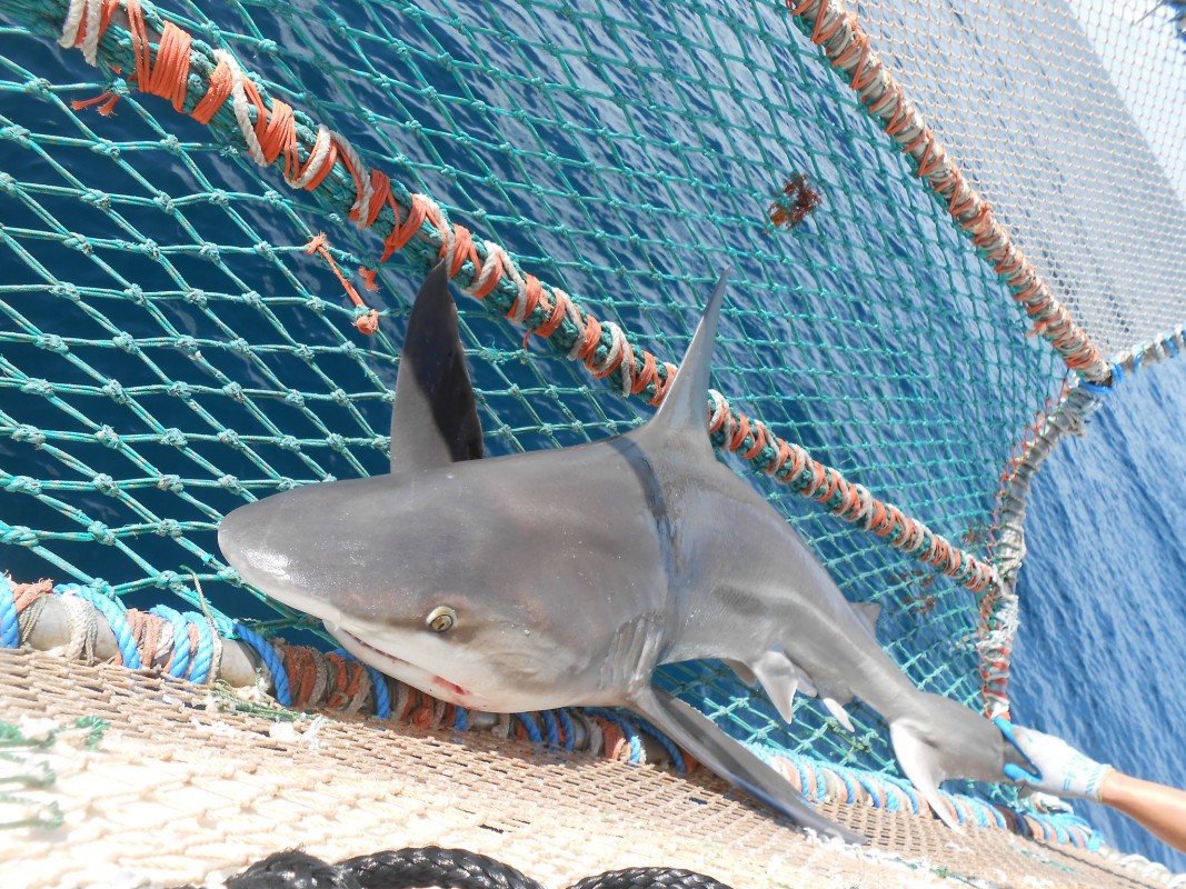 Photo of sandbar shark NOAA photo library