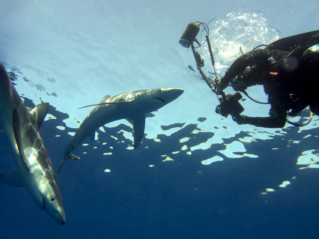 Image of Blue Shark by Fernando Abreu