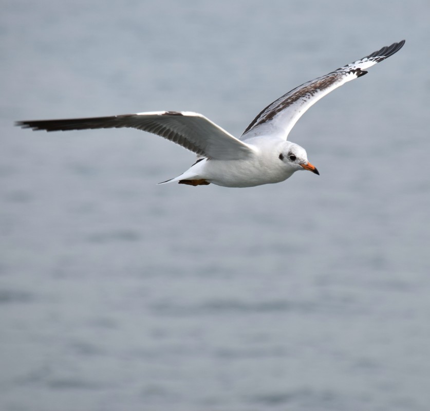 Image of seabird by Soham Raut