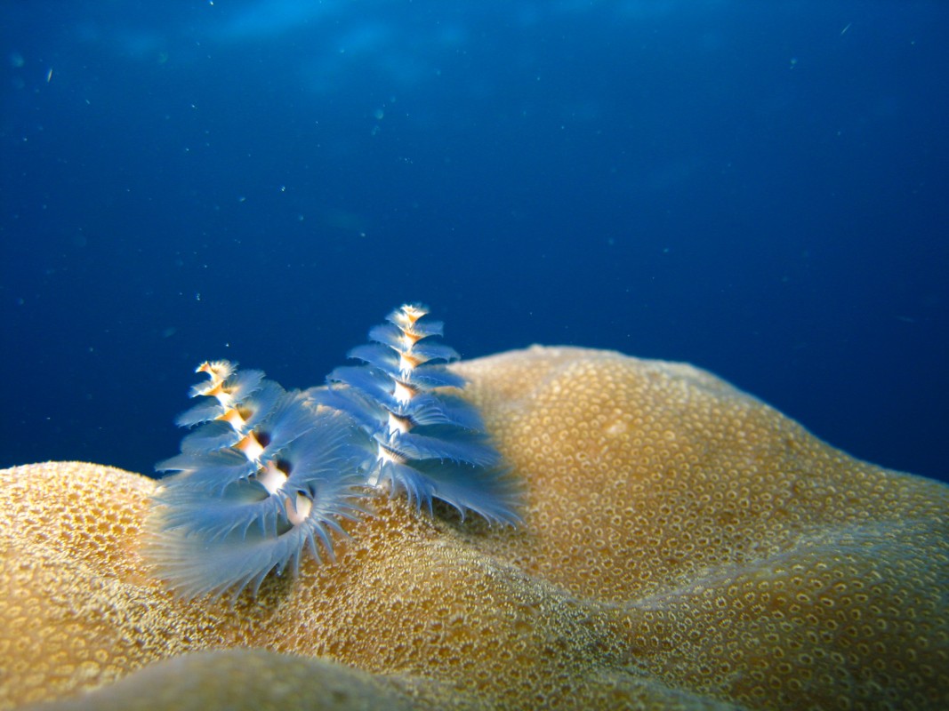 Image of Christmas Tree Worms