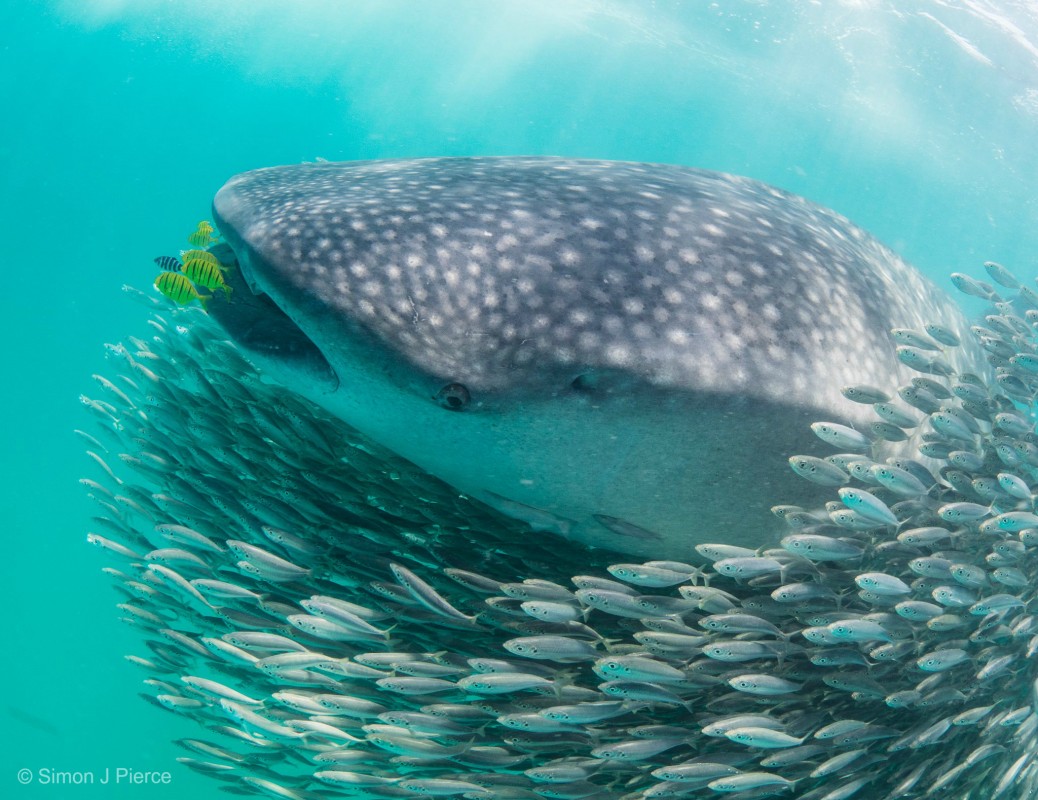 Image of whale shark copyright Simon J Pierce