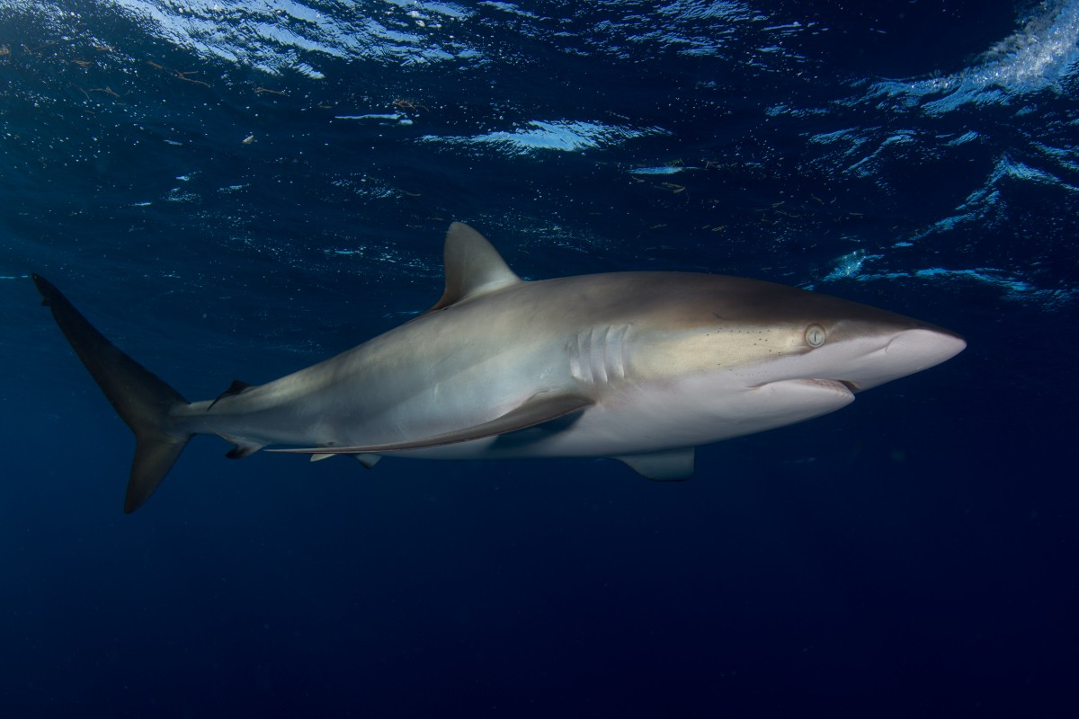 Silky shark