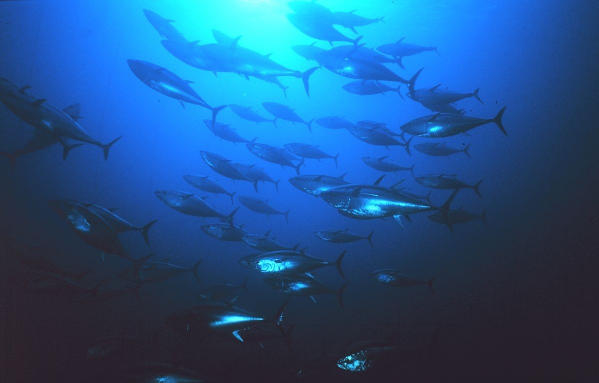 Image of school of tuna