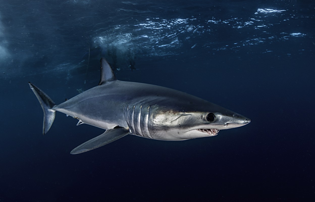 Project AWARE: Atlantic shortfin mako - being overfished