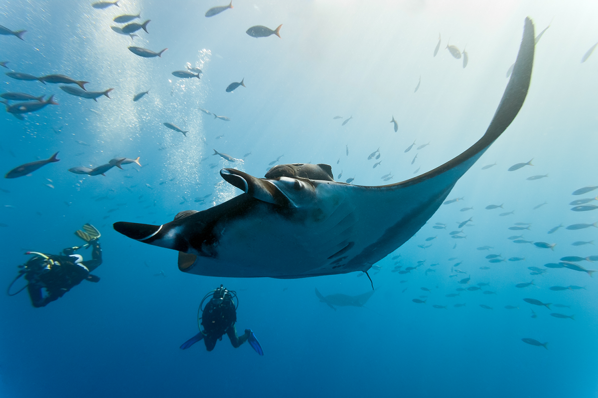 image of manta ray