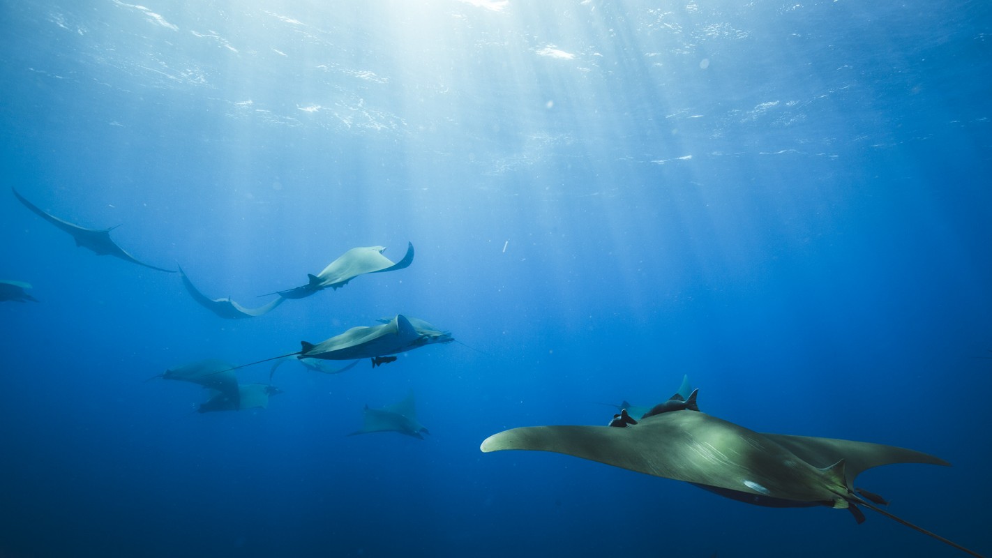 Image of mobula mobular Daniel Van D Photography