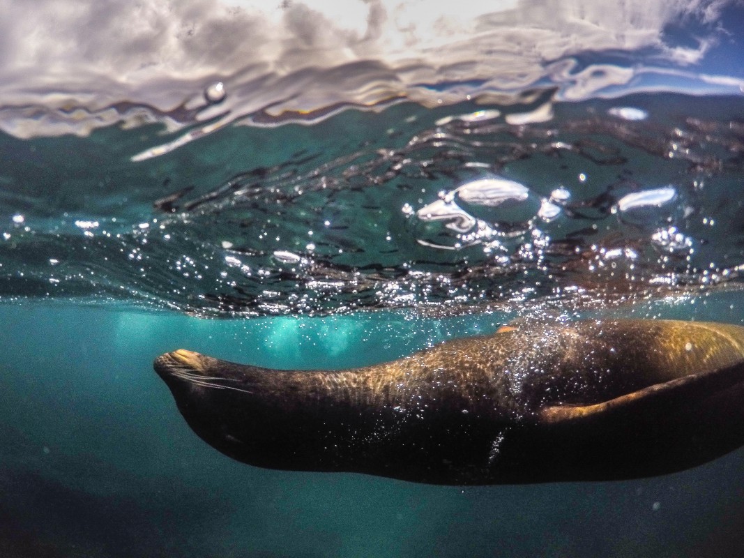 image of seal by rob long