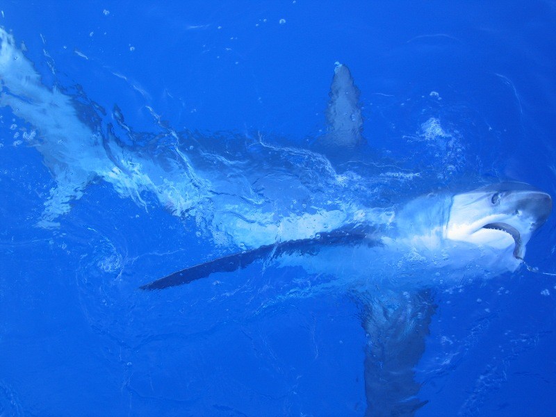 image of thresher shark