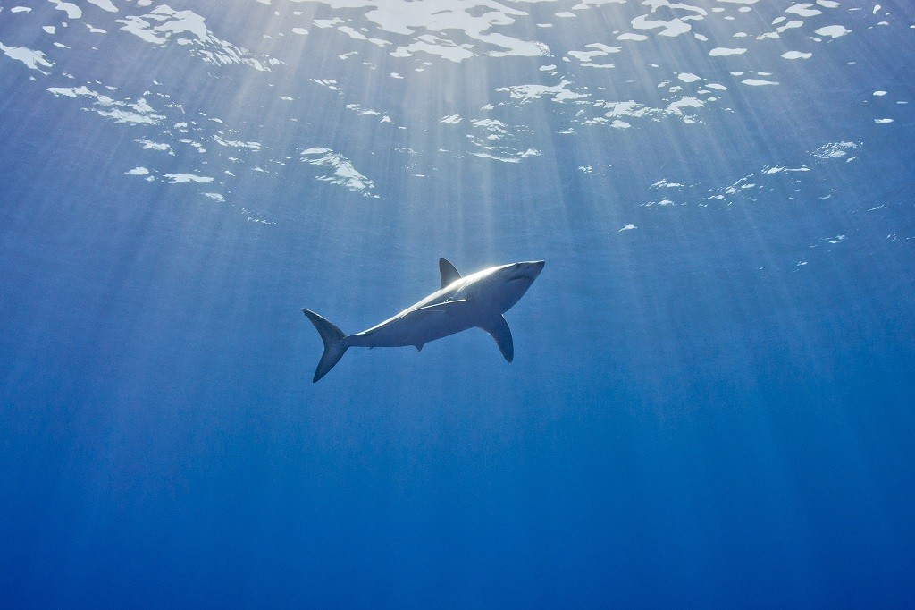 image of mako shark