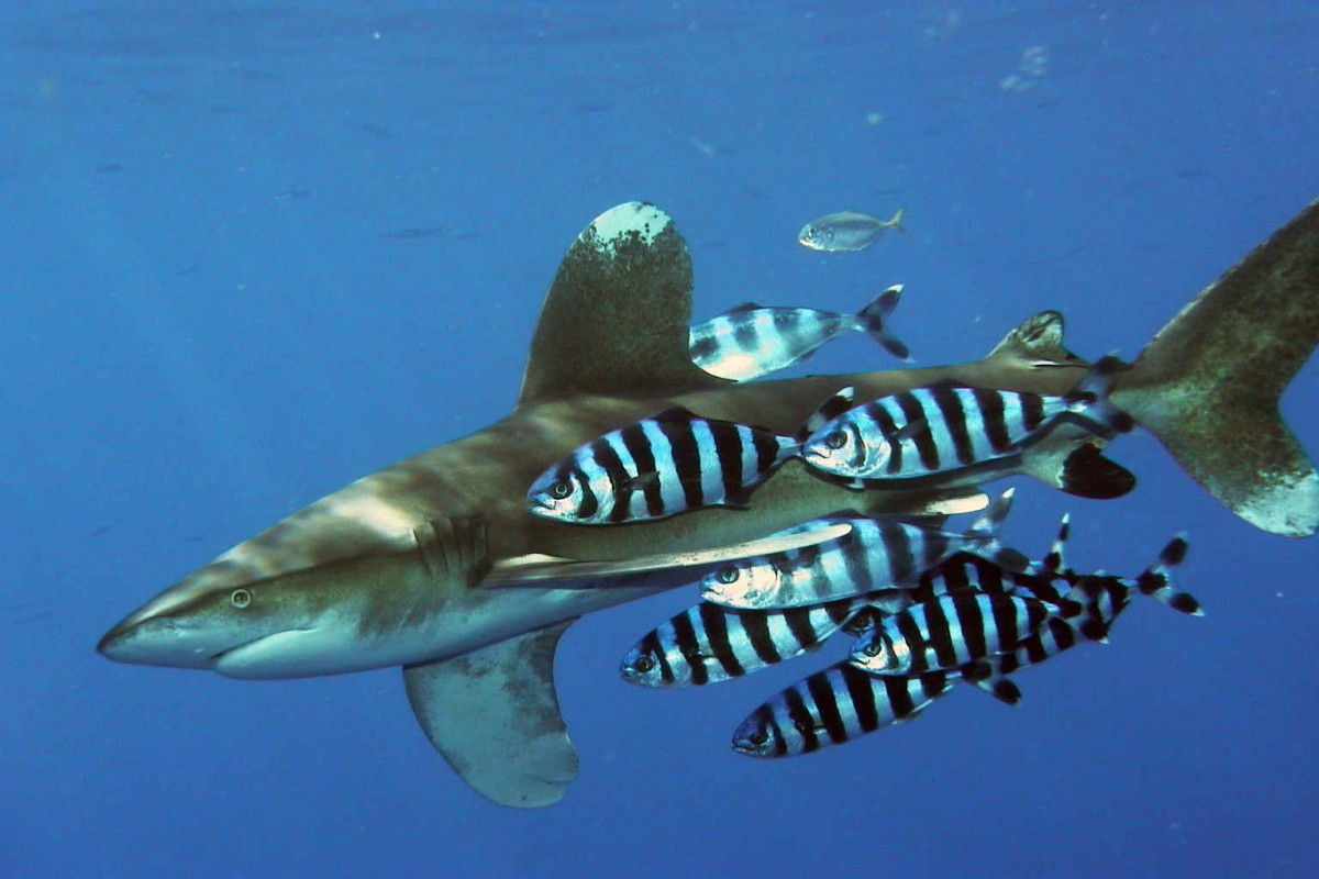 image of oceanic whitetip wikimmedia commons