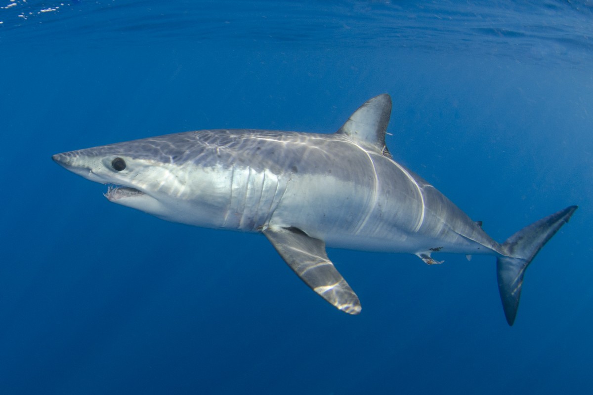 image of mako shark Andy Murch