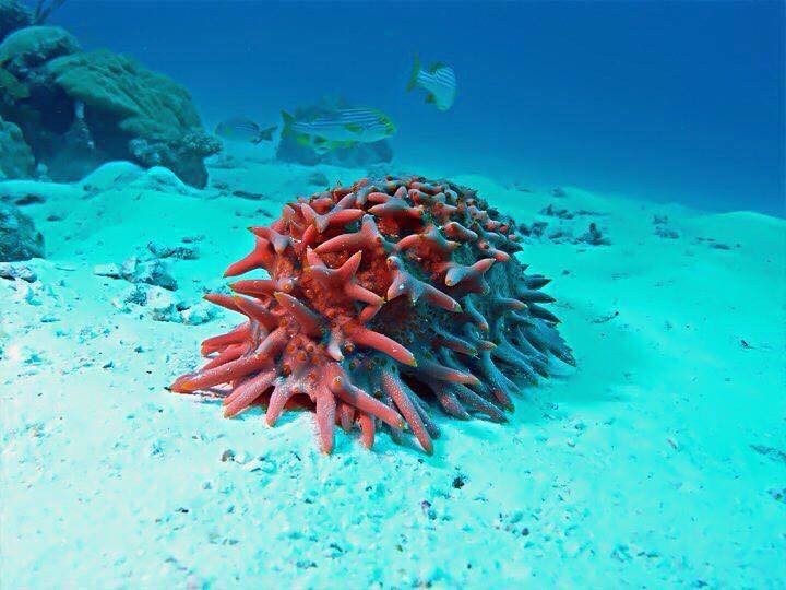 image of sea cucumber by Andrew Harrison