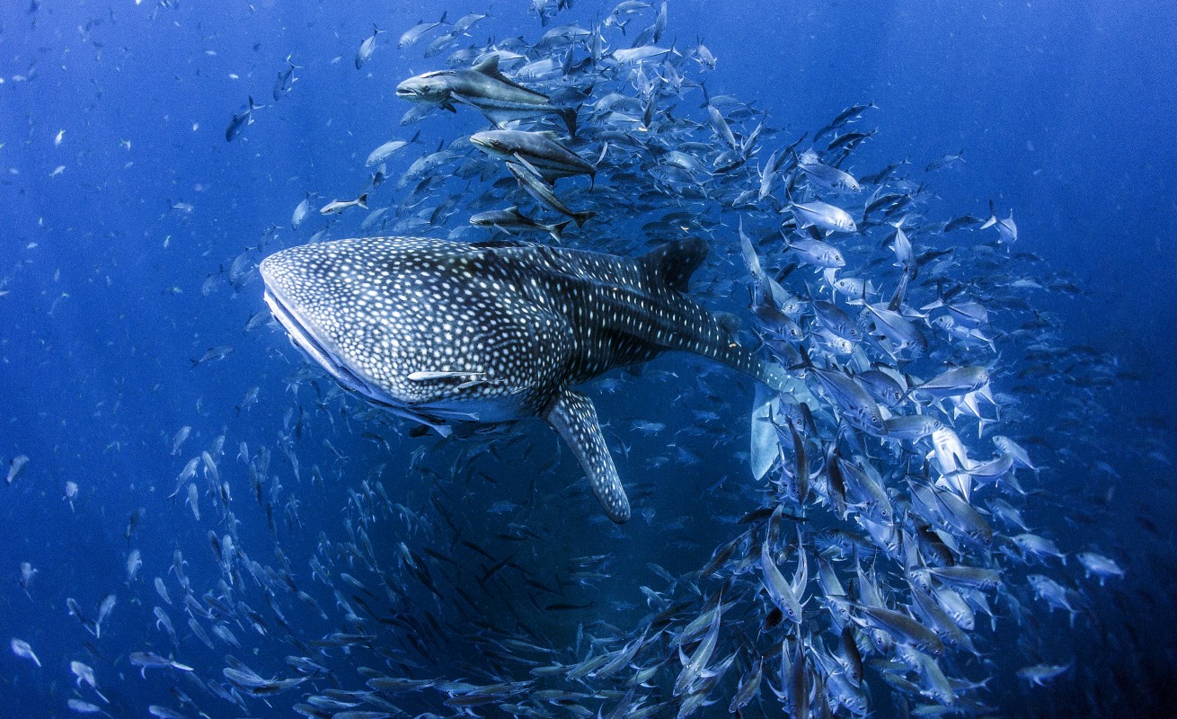 Whale Shark C Card