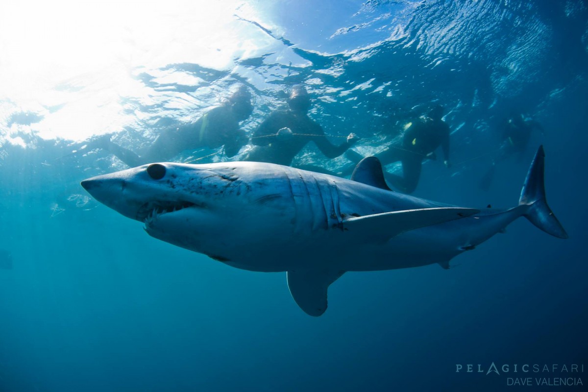 Mako shark by Dave Valencia