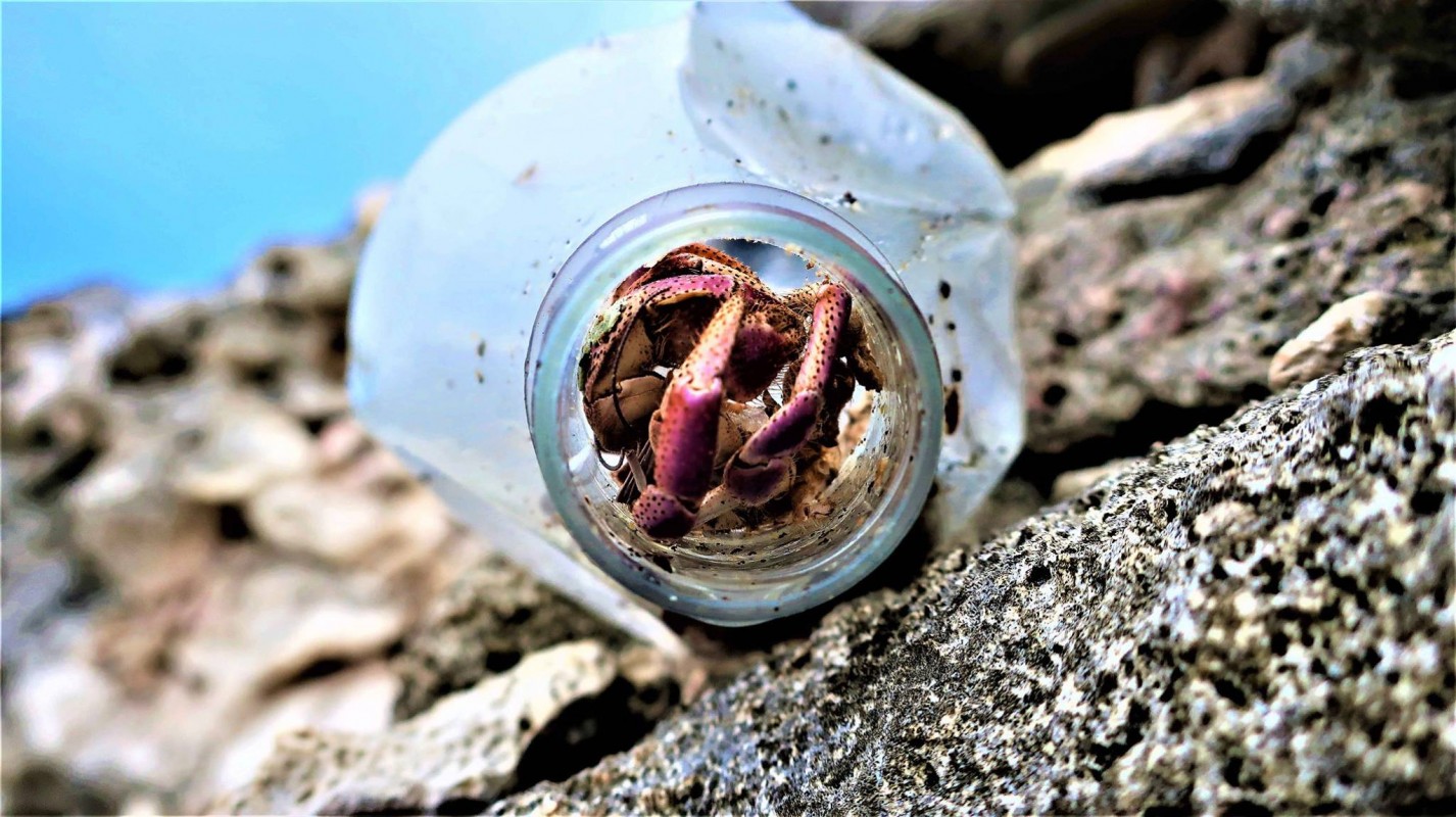 image of crab in a plastic bottle