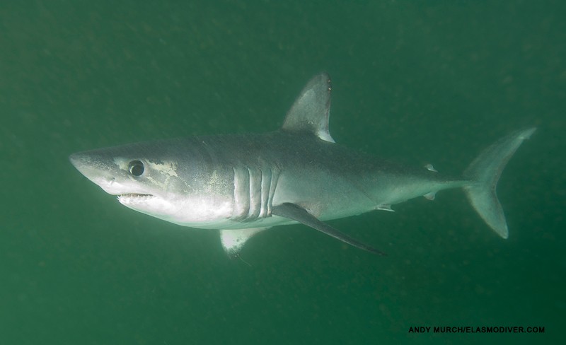 image of porbeagle by Andy Murch