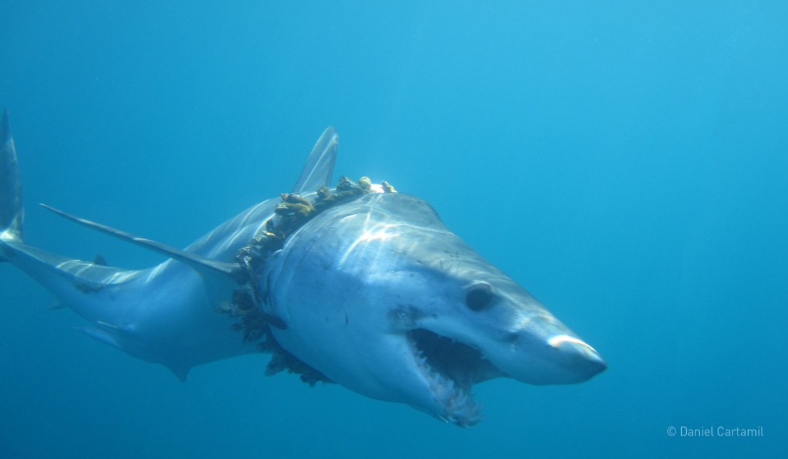 image of mako shark entangled - credit David Cartamil