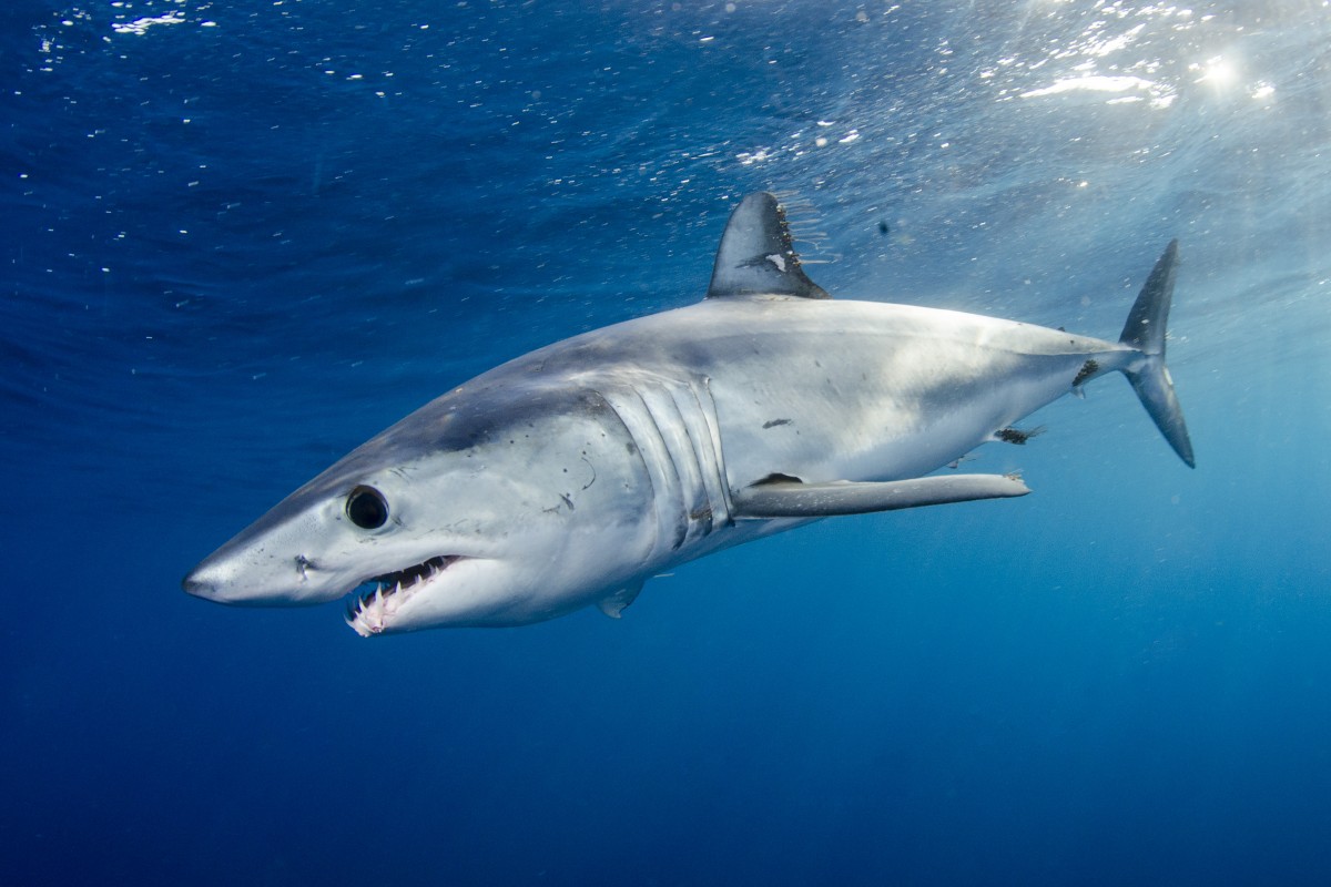 Mako shark 