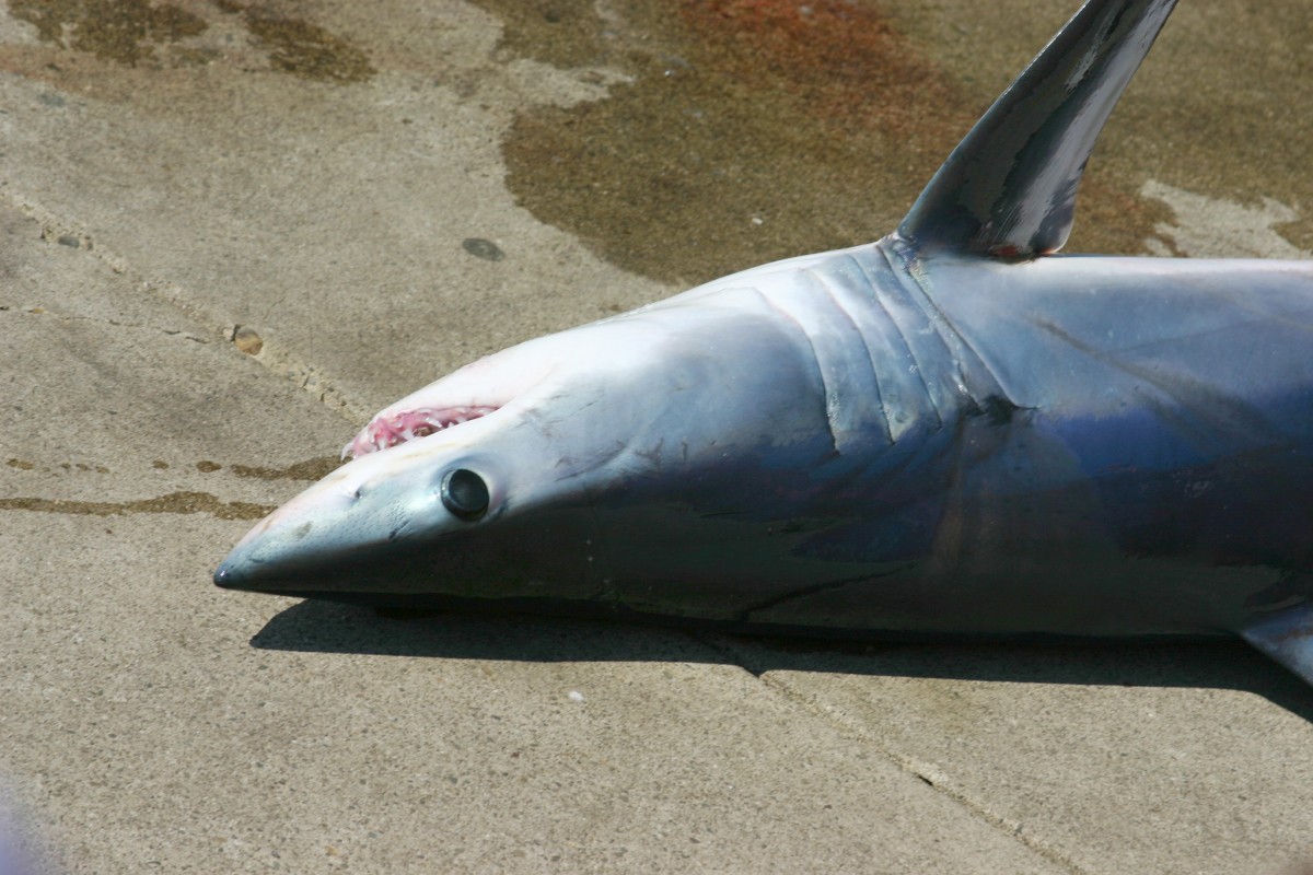 image of mako shark Flickr Robert Engberg