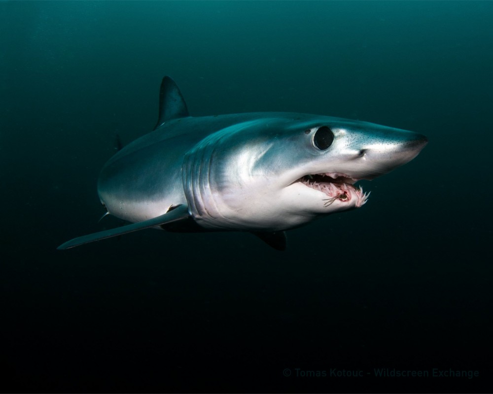 image of mako shark Copyright Tomas Kotouc Wildscreen