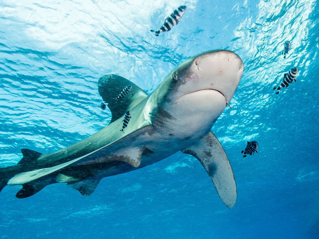 Photo courtesy of Oceanic whitetip shark at Elphinstone Reef by Alexander Vasenin