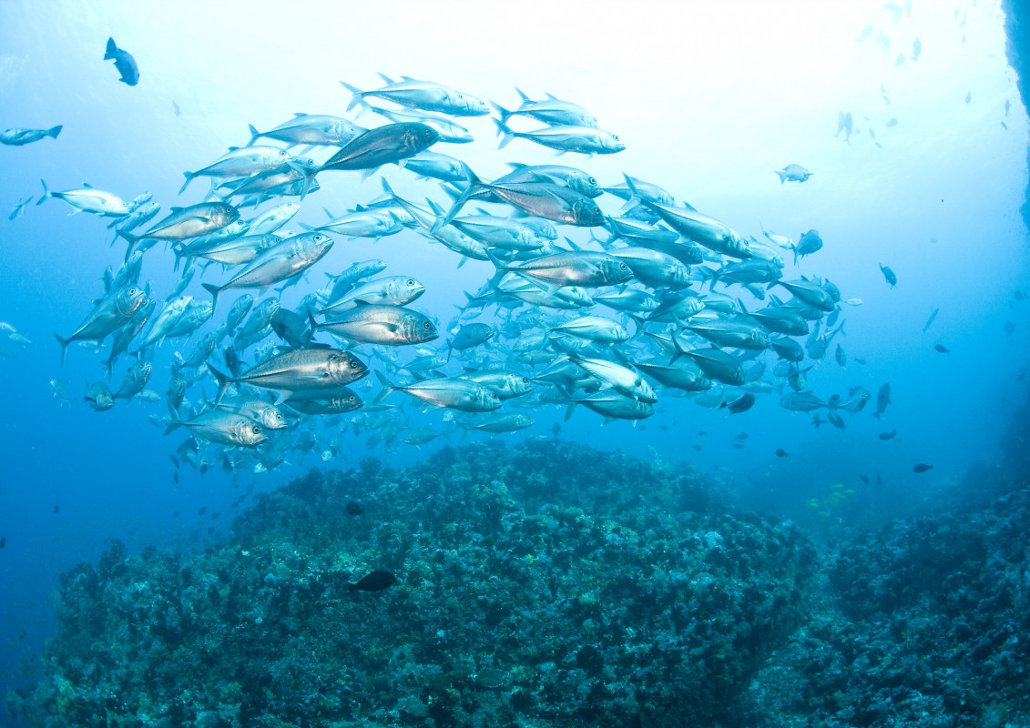 iamge of fish PADI Flickr