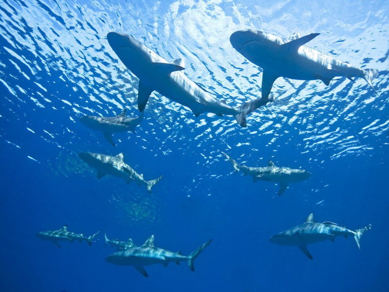 image of a group of sharks