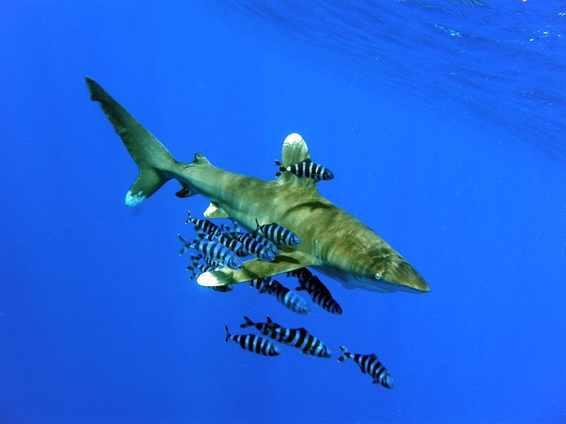 image of shark