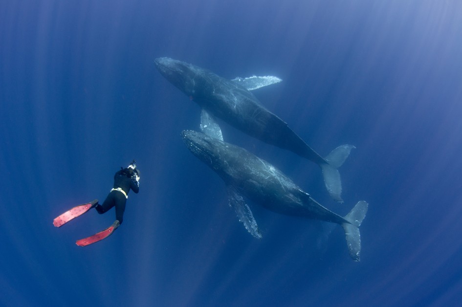 image of freediver alongside whlales